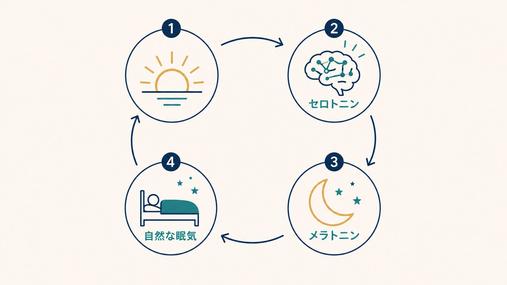 朝日を浴びると夜眠気を誘う図解画像
